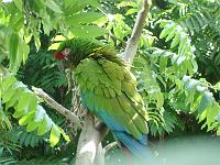 Parc des oiseaux (11)